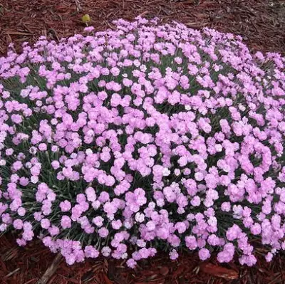 Dianthus plumarius — floraison