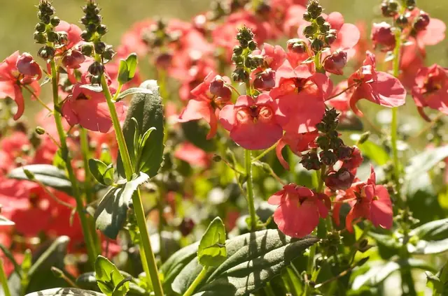 Diascia integerrima — photographie botanique