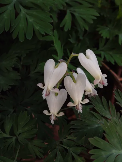 Dicentra canadensis — floraison