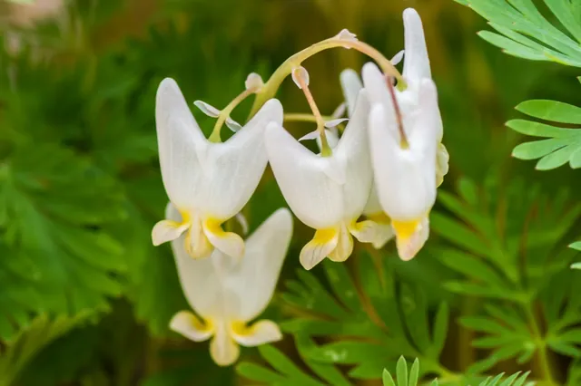 Dicentra cucullaria — floraison