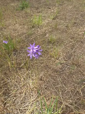 Dichelostemma congestum — port de la plante