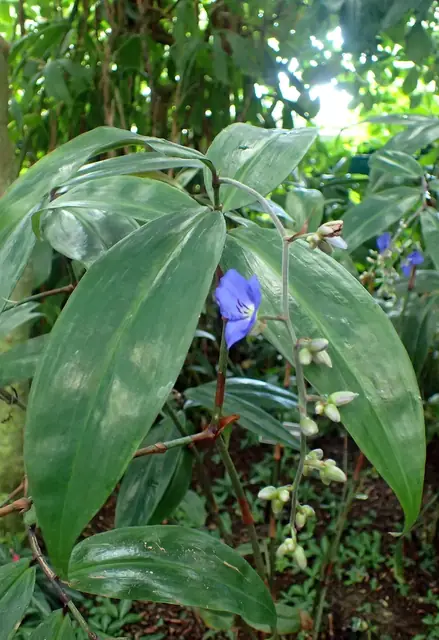 Dichorisandra penduliflora — feuillage
