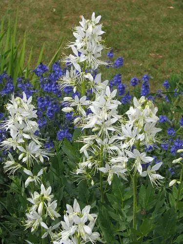 Dictamnus albus — port de la plante