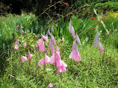Dierama pulcherrimum — port de la plante
