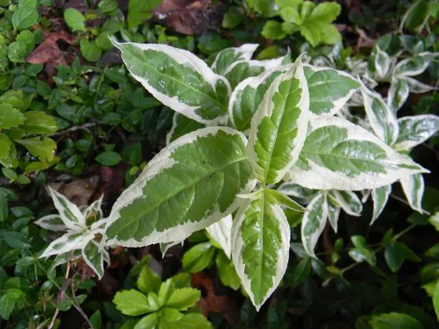 Diervilla sessilifolia — feuillage