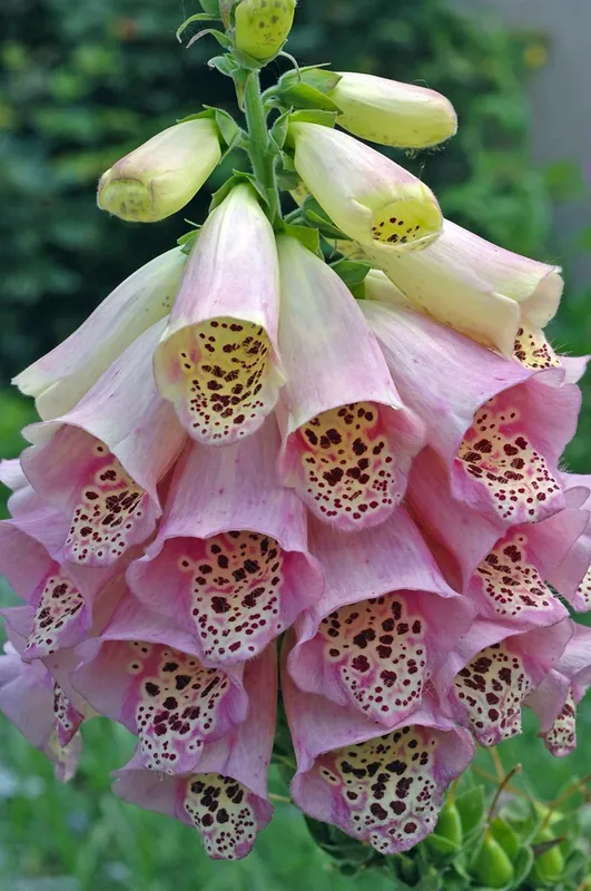 Digitale pourpre — Digitalis purpurea