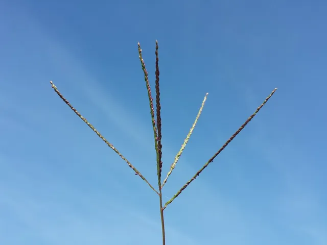 Digitaria ischaemum — floraison