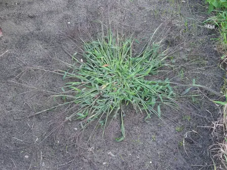 Digitaria sanguinalis — port de la plante