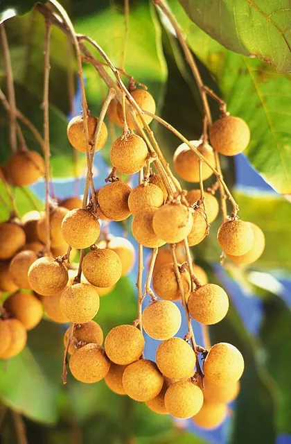 Dimocarpus longan — photographie botanique