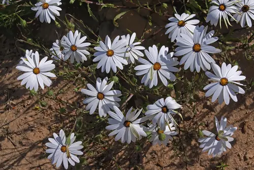 Dimorphotheca pluvialis — floraison
