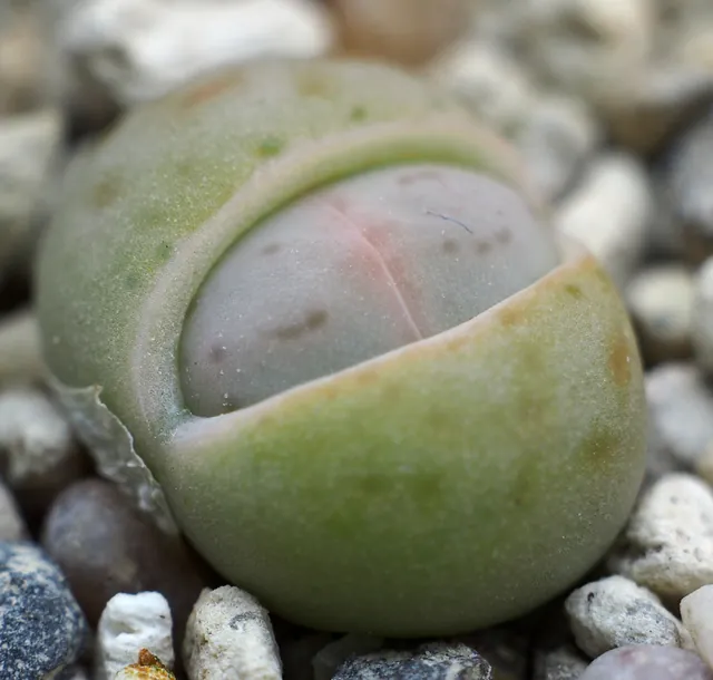 Dinteranthus vanzylii — port de la plante