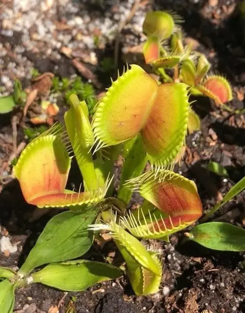 Dionaea muscipula — photographie botanique