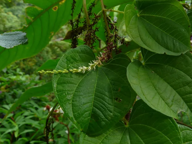 Dioscorea bulbifera — floraison