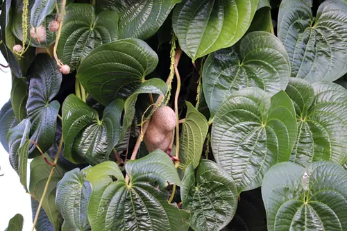 Dioscorea polystachya — feuillage