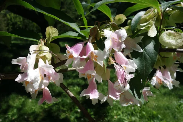 Dipelta floribunda — floraison