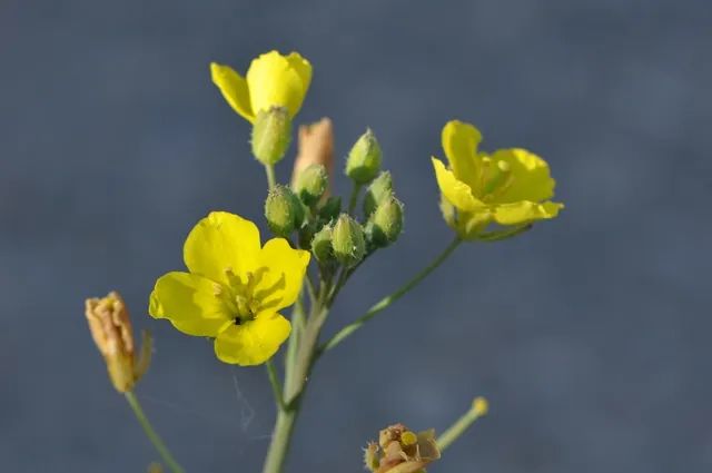Diplotaxis tenuifolia — floraison
