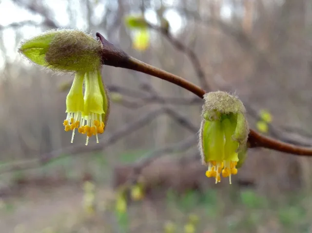 Dirca palustris — floraison