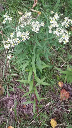Doellingeria umbellata — port de la plante