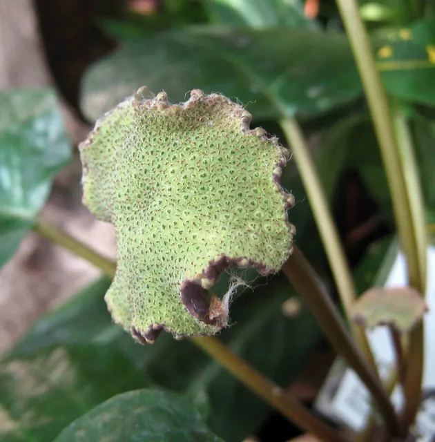 Dorstenia elata — floraison