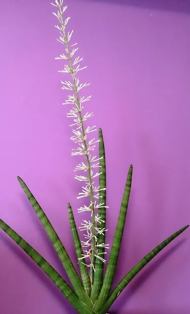 Dracaena angolensis — floraison