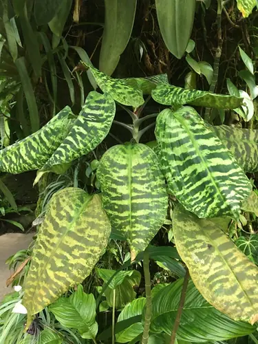 Dracaena goldieana — port de la plante