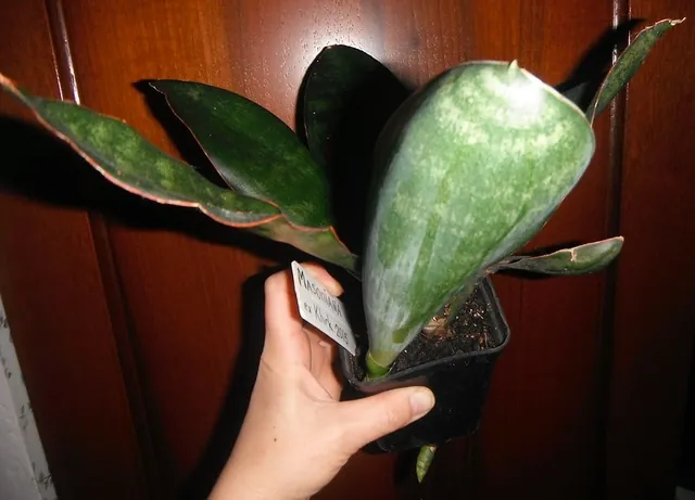 Dracaena masoniana — port de la plante