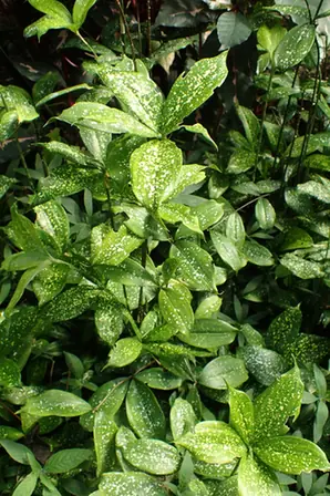 Dracaena surculosa — port de la plante