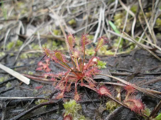 Drosera intermedia — photographie botanique