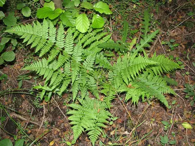 Dryopteris carthusiana — port de la plante