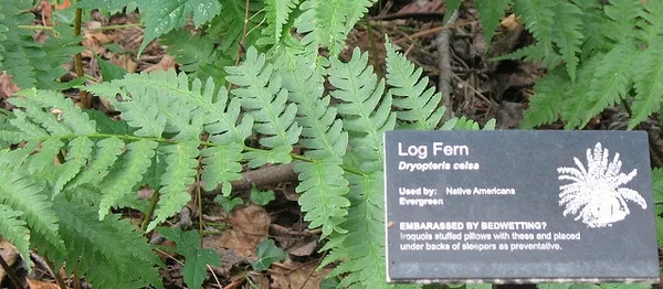 Dryopteris celsa — photographie botanique