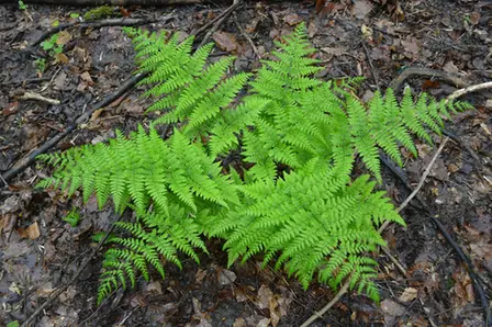 Dryopteris dilatata — port de la plante