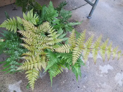 Dryopteris erythrosora — port de la plante