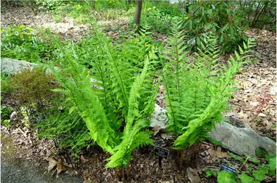 Dryopteris goldieana — port de la plante