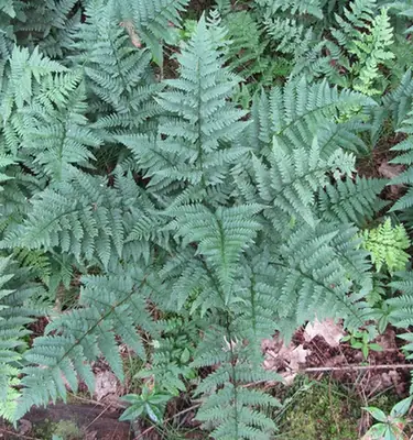 Dryopteris intermedia — port de la plante