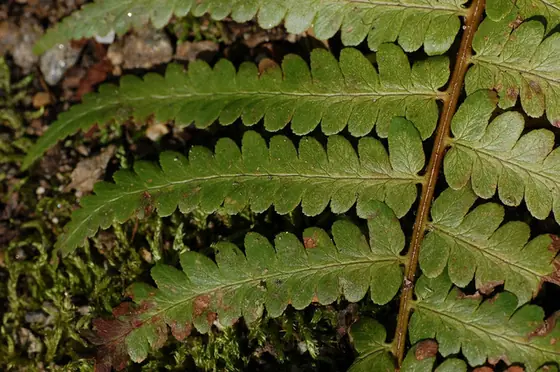 Dryopteris ludoviciana — feuillage