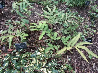 Dryopteris sieboldii — port de la plante