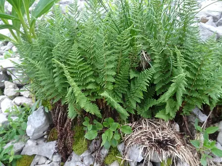 Dryopteris villarii — photographie botanique
