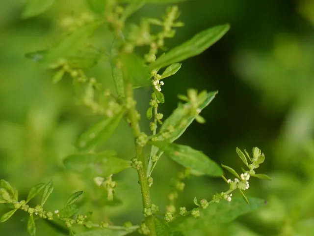 Dysphania ambrosioides — floraison