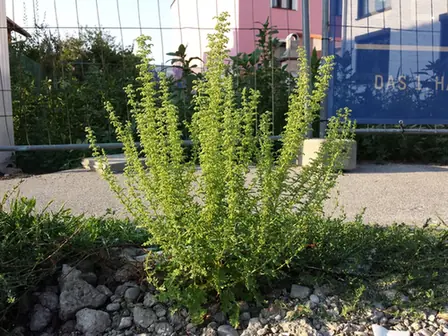 Dysphania botrys — port de la plante