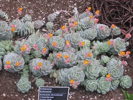 Echeveria derenbergii — port de la plante