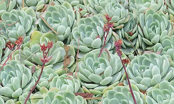 Echeveria elegans — port de la plante