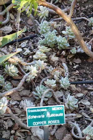 Echeveria multicaulis — port de la plante