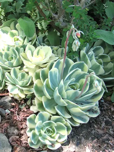 Echeveria secunda — port de la plante