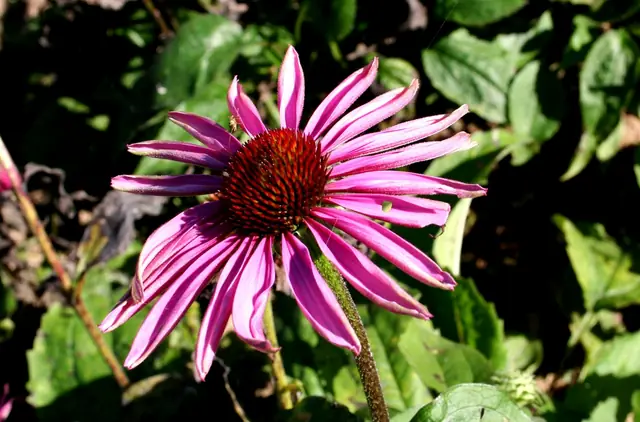 Echinacea angustifolia — floraison