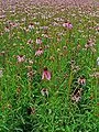 Echinacea pallida — port de la plante