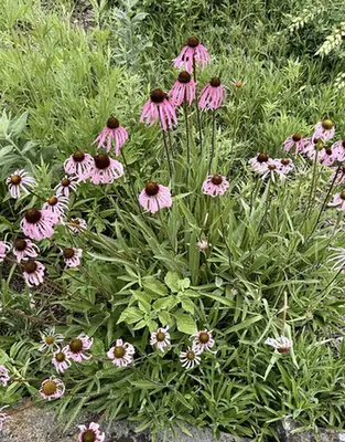 Echinacea simulata — photographie botanique