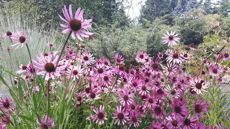 Echinacea tennesseensis — floraison