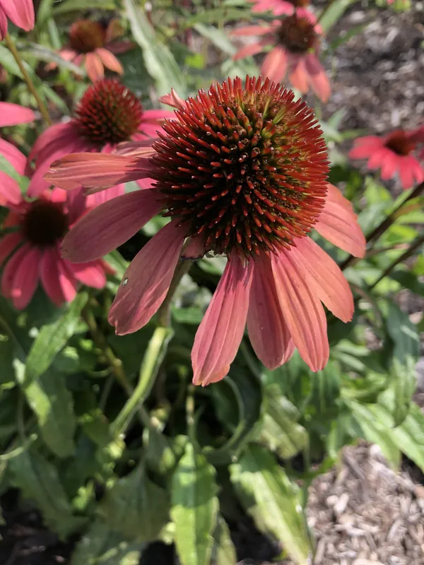 Échinacée — Echinacea purpurea