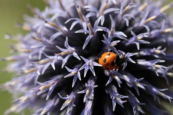 Echinops ritro — floraison