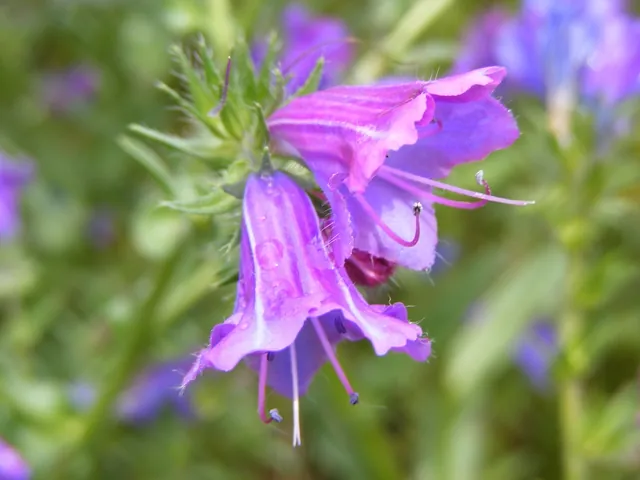 Echium plantagineum — floraison
